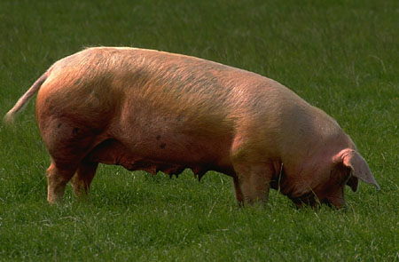 A hog (Боров, свинья)