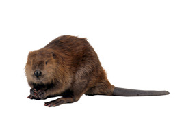 A beaver (Бобр)