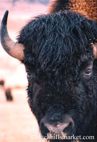 A bull (Бык)