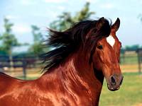 A horse (Лошадь)