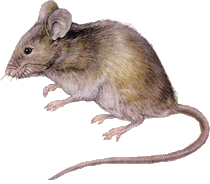 A mouse (Мышь)