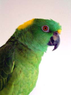 A parrot (Попугай)
