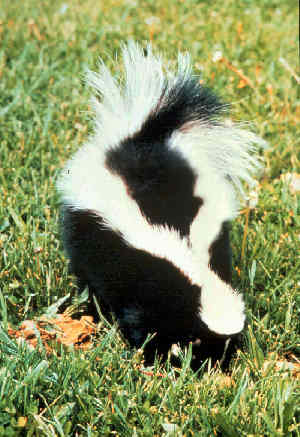 A skunk (Скунс)