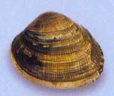 A clam (раковина, моллюск)