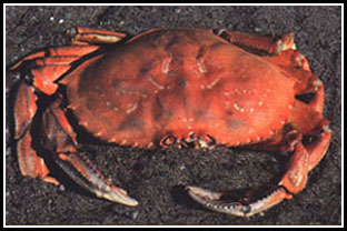 A crab (Краб)