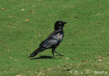 A crow (Ворона, ворон)