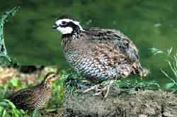 A quail (Перепел)