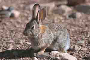 A rabbit (Кролик)