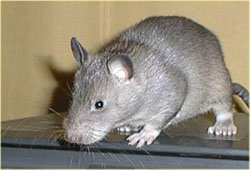 A rat (Крыса)