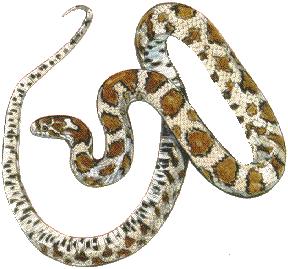 A snake (Змея)
