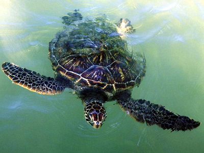 A turtle (Черепаха)