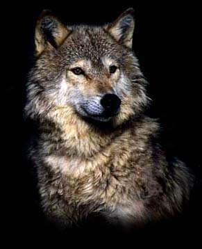 A wolf (Волк)